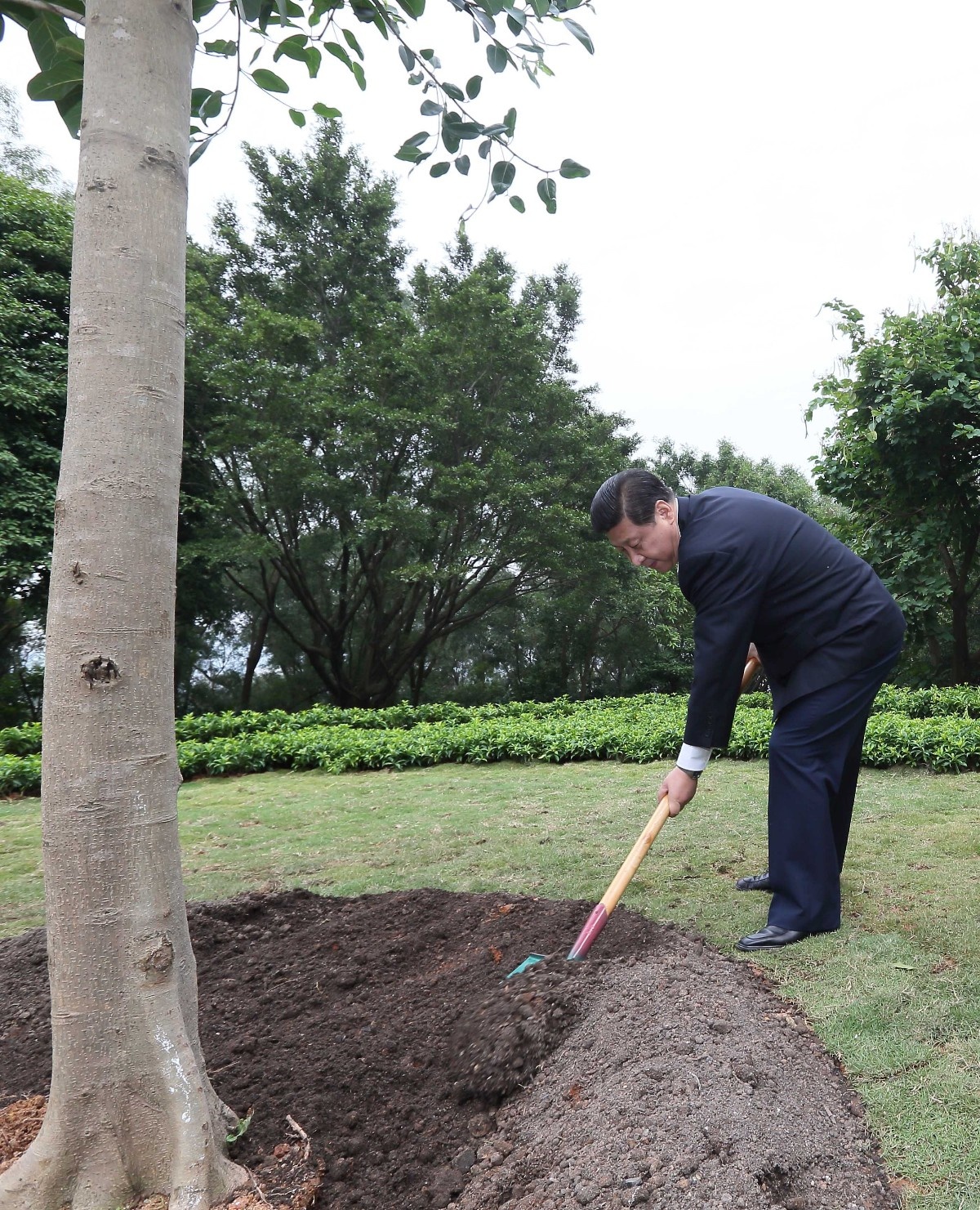 2012年12月8日，習(xí)近平在深圳蓮花山公園種下一棵高山榕樹。