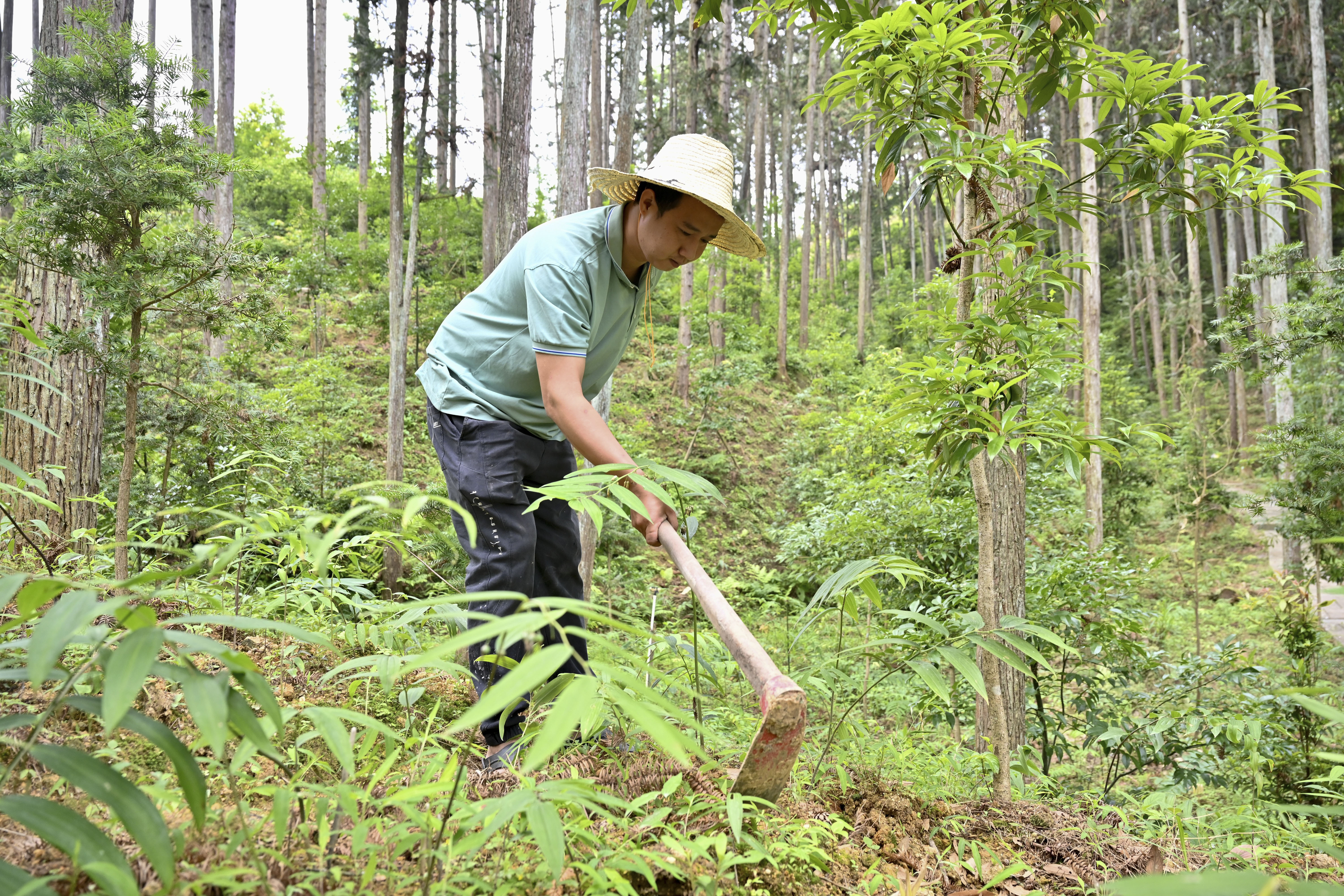 2024年5月9日，福建省三明市馬巖林下經(jīng)濟(jì)種植示范基地工人在管理林下種植的多花黃精。